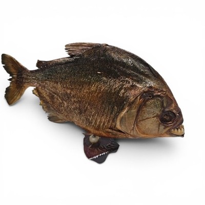 Vintage Piranha Fish Taxidermy on Wooden Base Great Condition Bin Shelf