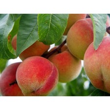 Elberta Peach Tree Saplings Fruit Tree 5'5" 65 In. Tall
