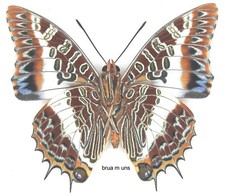 Butterfly Charaxinae - 5 x unmounted males Charaxes brutus alcyone (Good A1-)