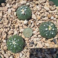 Astrophytum Asterias  3 Plants BARE ROOT