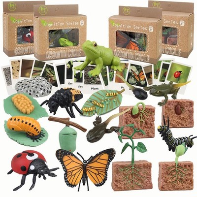 Mbrain Life Cycle Learning & Education Medium, Butterfly Frog Ladybug Plant 
