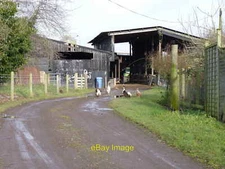 Photo 6x4 Geese at Upper Goosehill Farm Broughton Green  c2017