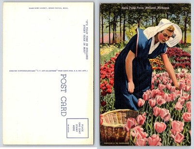 Nelis Tulip Farm Holland Michigan Woman Picking Tulips Curt Teich Postcard AL781