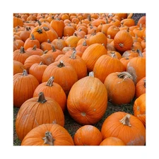 Small Sugar Pumpkin Seeds for Planting - Non-GMO Heirloom Packet with Instruc...