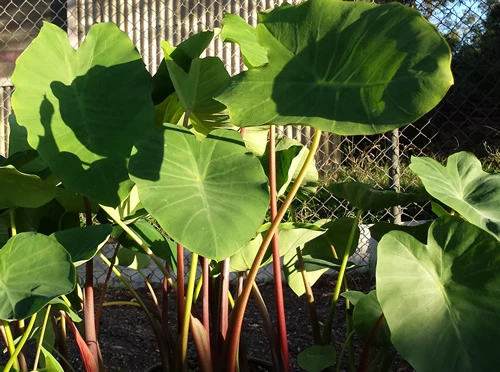 TARO - Fijian Purple-Green - the Most Delicious Variety from Fiji Island - image 4 of 4