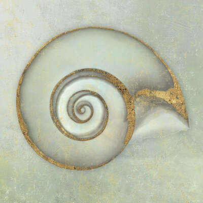 SHELL ART PRINT - Neptune's Garden I by Bert Myers Coastal Beach Poster 16x16