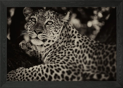 Leopardenjagd im Dunkeln Gerahmtes Wandbild Poster Leinwanddruck Bild