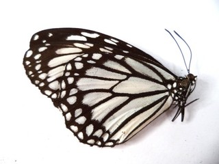 UNMOUNTED BUTTERFLY DANAUS MELANIPPUS 1 pc