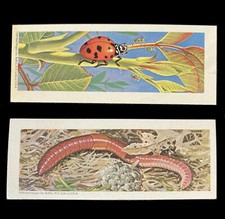 1970 Sugar Daddy Animal Heroes cards Series 8, Ladybug #5, Earthworm #36