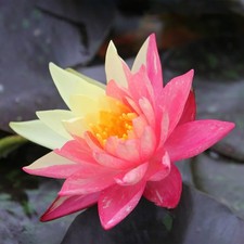 Wanvisa Hardy Water Lily (Nymphaea 'Wanvisa') | Rare Variegated Pond
