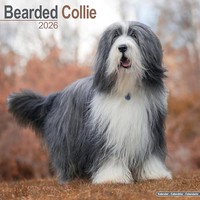 Bearded Collie Calendar 2026 Square Dog Breed Wall Calendar - 16 Month - G3Z