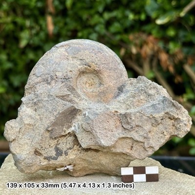 RAR Fossil Ammonit Werneroceras | Mitteldevon Kopffüßer | Deutschland |