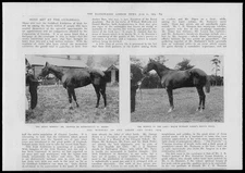 1904 Antique Print - SURREY Oaks Derby Winners Horses Pretty Polly St Amant (74)