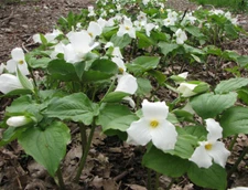 2 Wild Woodland White TRILLIUM Native plant~Woodland gardens
