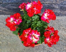 Geranien Miniaturpelargonien Pflanzen
