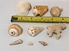 8 ASSORTED SEASHELLS - PLUS WHITE CORAL PIECE
