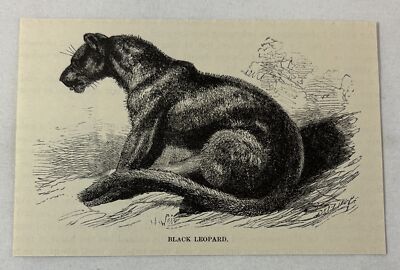 1885 book engraving ~ BLACK LEOPARD