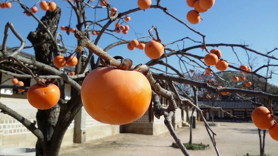 15 Persimmon Japanese TREE SEEDS (Diospyros Kaki) Bonsai Garden Fruit Plant - Image 2 of 4