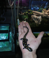 10 Live - Spotted salamander / Jefferson EGGs