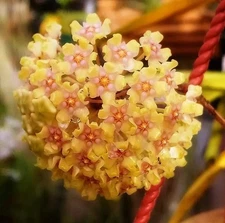 Hoya Balaensis Fully Rooted - Rare Hoyas - Super Healthy! Grown In 3.5" pot