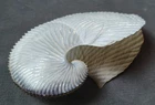 Argonauta argo 185mm / 7.28 inches GEM BIG size fragile Collection   WOW!!!