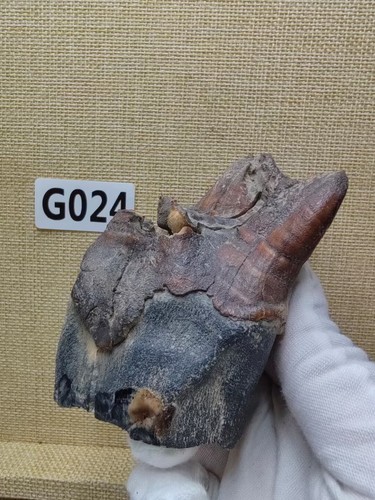 Collection Fossil teeth from the Ice Age. Teaching samples X98