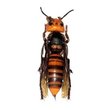 Vespa mandarinia wasp murder hornet QUEEN Jap...