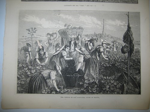 1874 Antique FRANCE Vintage Bas Languedoc Grapes Vines Wine Dog Cat PRINT - Picture 3 of 3