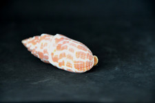 Specimen Mitra stictica (Tiarella stictica) - 62.4 mm