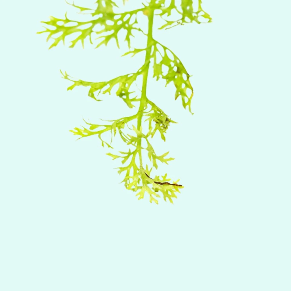 BUY 2 GET 1 FREE Water Sprite (Indian Fern) 2 Inch Pot Aquarium Plants - Image 2 of 4