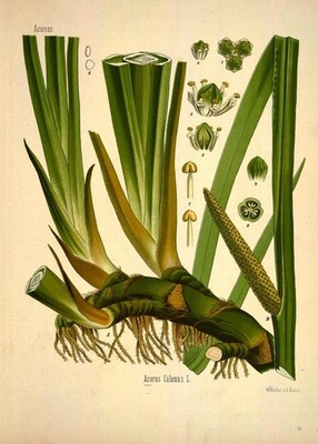 Acorus Calamus. Schöne Grafik nach der Vorlage von 1887 