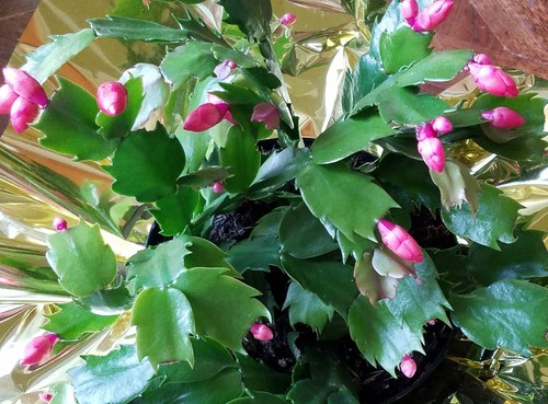 3 Colors Christmas Cactus Thanksgiving Cactus Stem Cuttings, Ready to Root - Picture 9 of 16