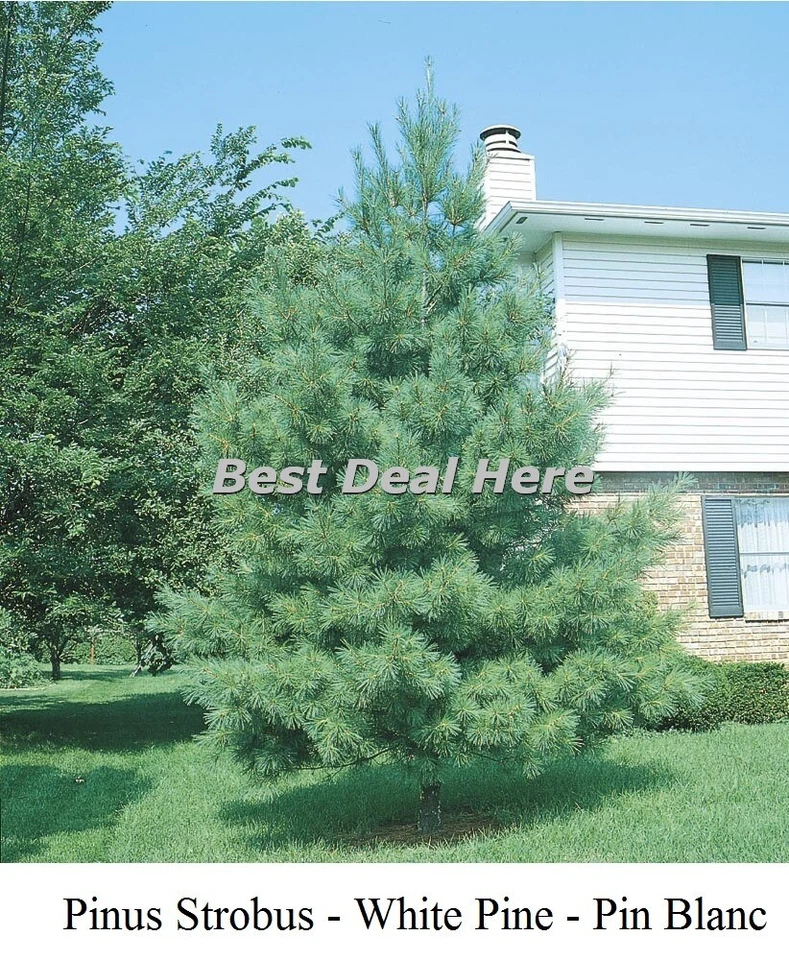 Seed PINUS STROBUS WHITE PINE Conifer Weymouth Seeds TREE Bonzai CANADA FAST Gro - Image 4 of 4