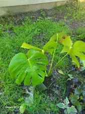 Large Monstera Deliciosa Rooted Cutting, Tropical Live Plant, Swiss Cheese Plant