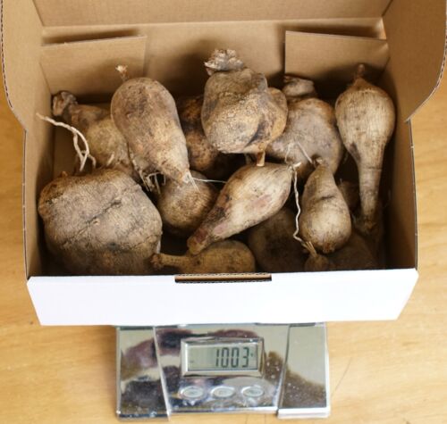 Yellow Dahlia Tubers Bulbs 1Kg or 14 Tubers Fresh Stock - Picture 2 of 6