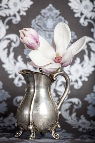 Magnolia soulangiana, Tulpen-Magnolie, rosa-weiß, 60–80 cm - Bild 4 von 14