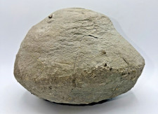 Large 31-lb Paleozoic Fossil Concretion w/Trilobite, Brachiopods, Gastropod poop