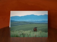 Angus Cattle grazing - A5 Greeting Card