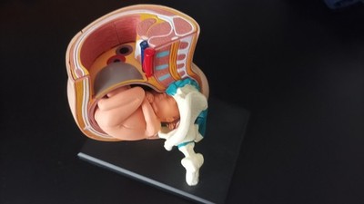 Menschlicher weiblicher Beckenschnitt Schwangerschaft Anatomisches Modell Anatomie Fötus 40 Wochen