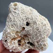266g Coral Playa Decoración Blanco Caribe Pecera Raro Auténtico Coral Caribeño