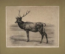 Lithographie Antik 19E Siècle Cerf Nature France Soulange Teissier