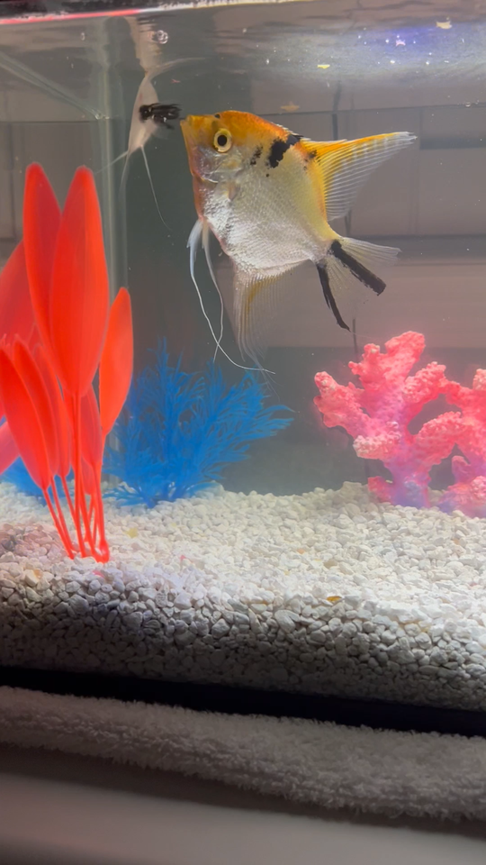 Remote Controlled Fish Tank LED Lights 20 Color/Motion Options 16inch ...