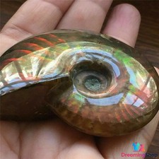 Natural Crystal Iridescent Ammonite Ammolite Facet Specimen Fossil  2inch