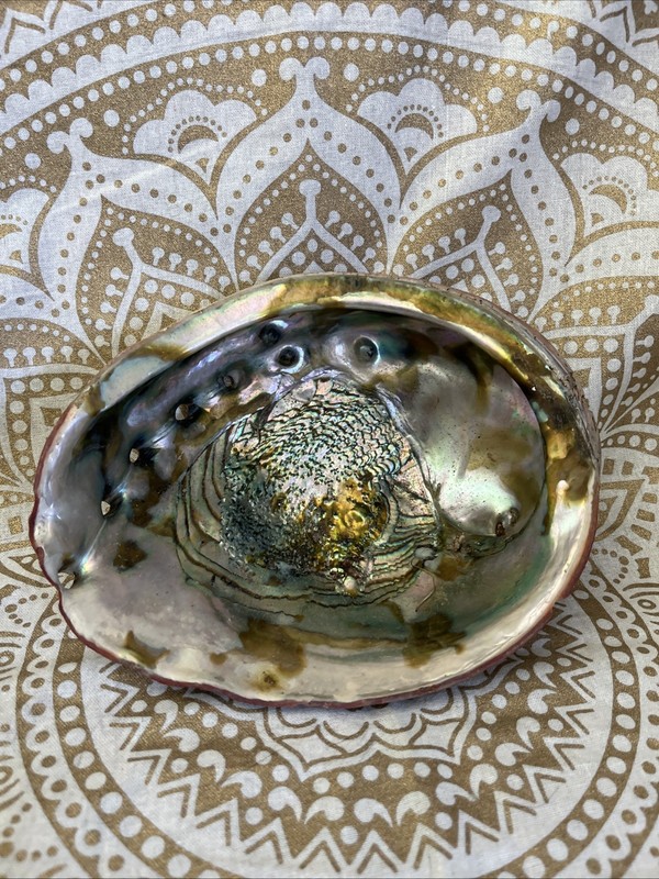 Extra Large XL Abalone Seashell Smudging Bowl