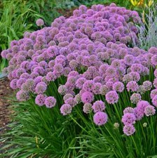 Allium 'Millennium'or' Lavender Bubbles' 9cm pot -summer globes