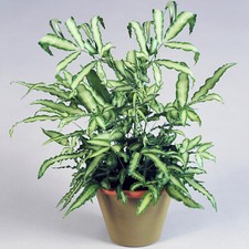 Pteris Albolineata | Best Indoor Plants | 25-35cm Potted Cretan Brake Fern