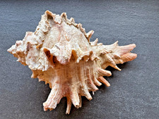 „Murex / Hexaplex duplex Senegal 174 mm Riesenmuschel mit Operculum – große Samm