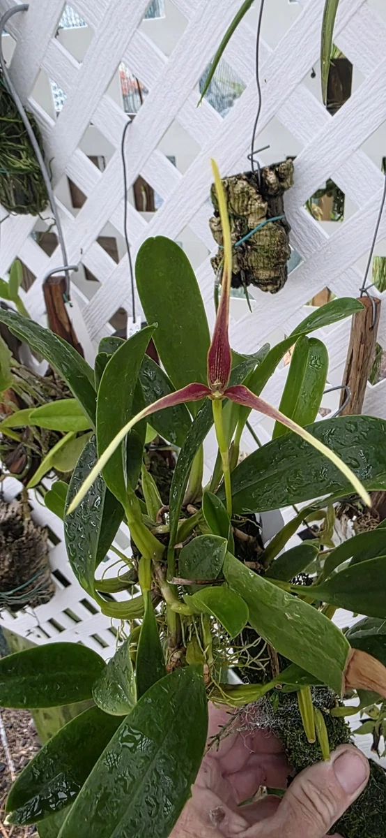 25+ Bulbophyllum Tropical Orchids for sale | Updated Oct 2026