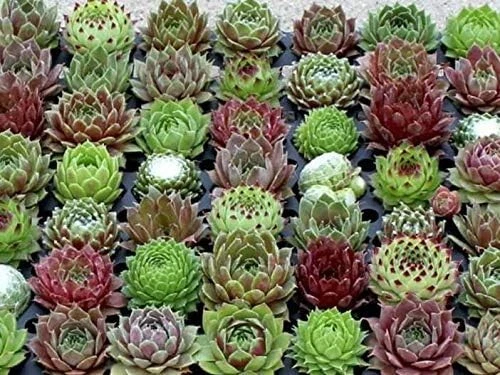 Cold Hardy Succulents Hen & Chick Sempervivum Succulents 2" In/Outdoor Set of 6 - Image 2 of 3
