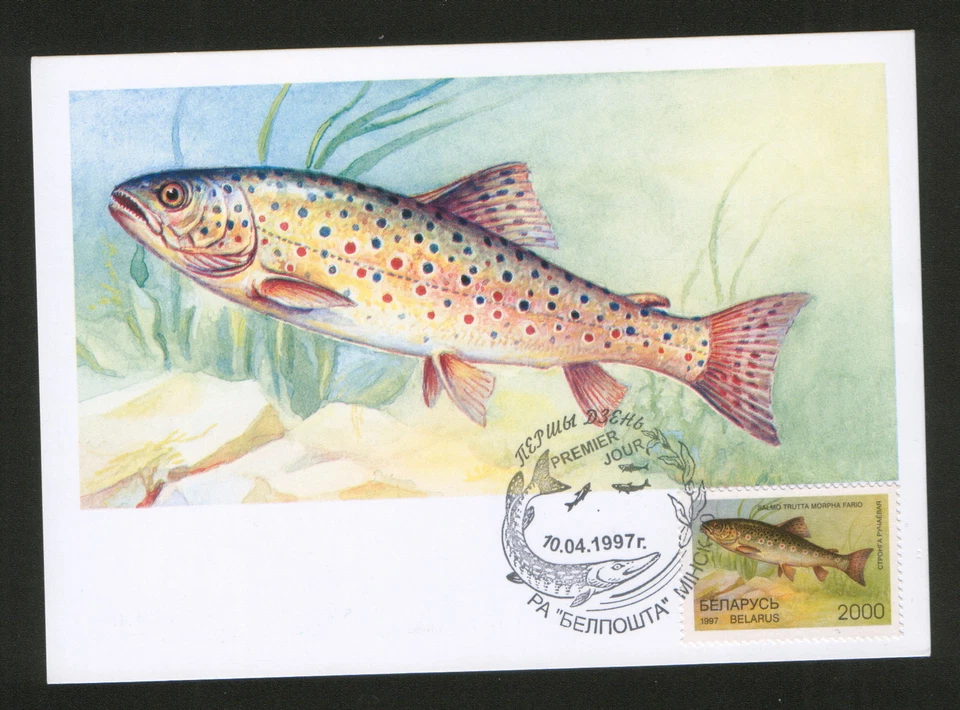 BELARUS-5 MC - FAUNA-FISH - 1997. - Image 3 of 3